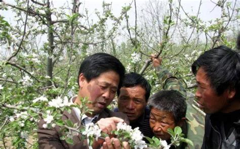 果树什么时候追肥效果好？果树最佳的3个追肥时期果实肥料树体