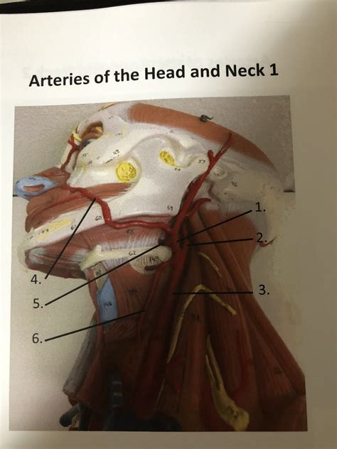 Head And Neck Arteries Diagram Quizlet