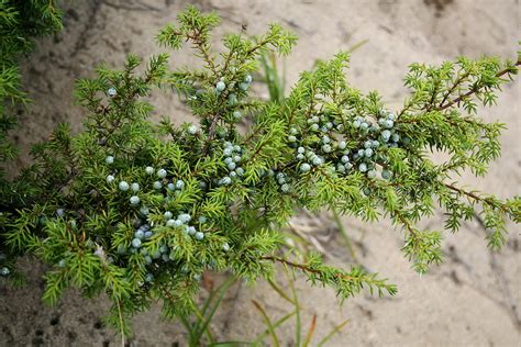 Juniperus sibirica - Изображение особи - Плантариум