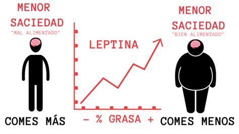 Leptina Funciones Realidad Fitness