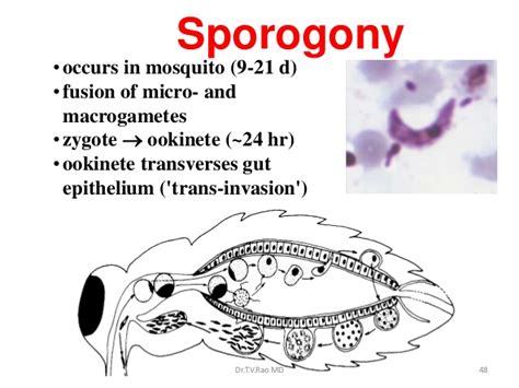 Sexual Cycle Or Sporogony In The Life Cycle Of Plasmodium Online Science Notes