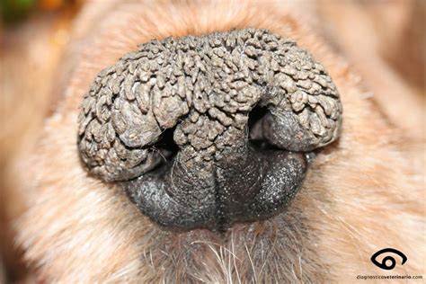 NUNCAJAMAS COCKER NARIZ SECA EN EL PERRO QUÉ SIGNIFICA