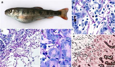 Spontaneous Infection In Rainbow Trout Caused By Neopyrenochaeta