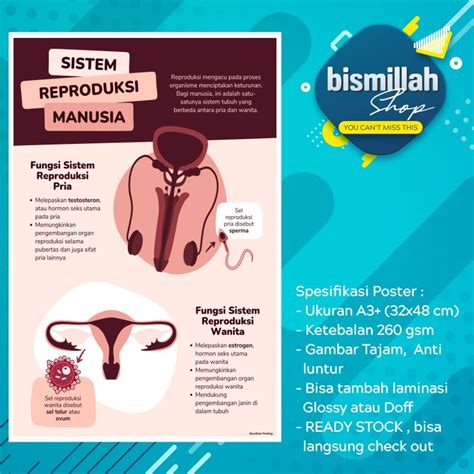 Jual Poster Kesehatan Sistem Reproduksi Manusia Anatomi Tubuh Shopee