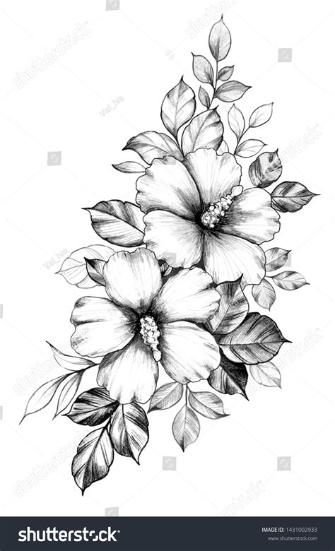 Hibiscus Flower Pencil Drawing