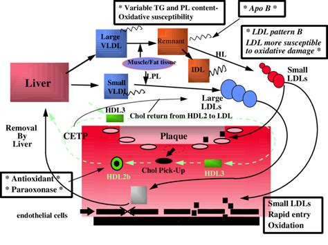 Metabolic Pathway Of Lipoproteins Including Lipoprotein Heterogeneity