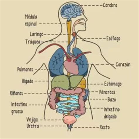 Pin De Dulce Vl En Mydicine Organos Del Cuerpo Humano Aparatos Del