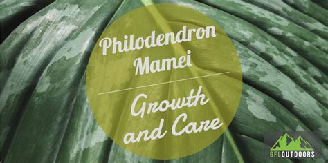 Philodendron Mamei Growth And Care Gfl Outdoors