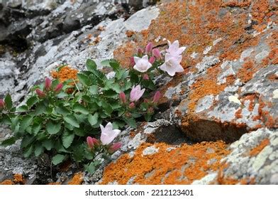 Bellflower On Rocks Images Stock Photos D Objects Vectors