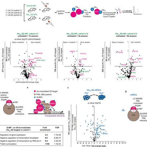 Functional Impact Of Pml Nb Facilitated Sumoylation Pml Nbs Enhance The