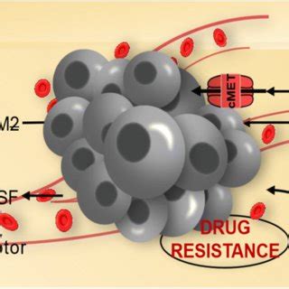 The genetic mechanisms of BRAF inhibitor resistance. | Download Scientific Diagram