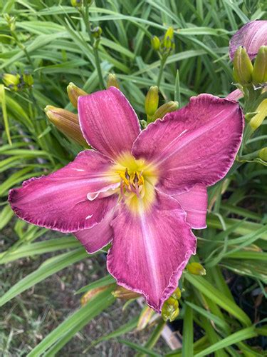 Chicago Picotee Queen Daylily Hemerocallis New Hope Daylilies