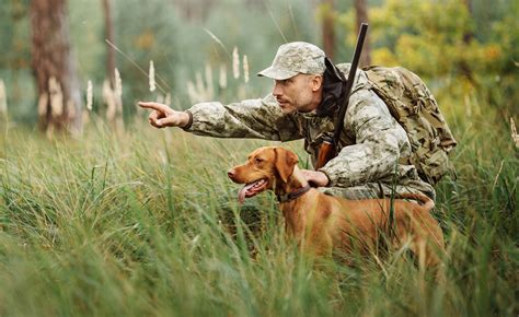 Top Tips For Hunting Dog Training Sportmix®