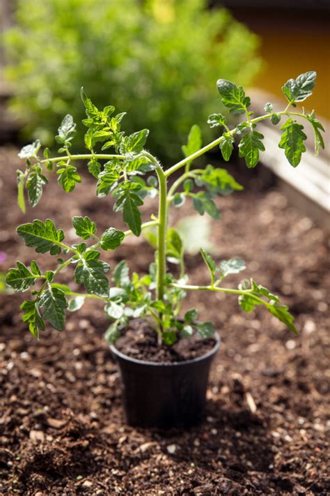 Grow Tomatoes In Raised Beds Everything You Need To Know Tomato Bible