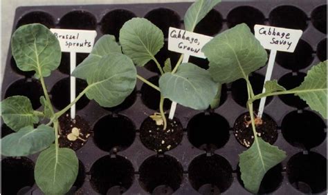 Vegetable Seedling Identification Seedlings Plant Leaves Vegetables