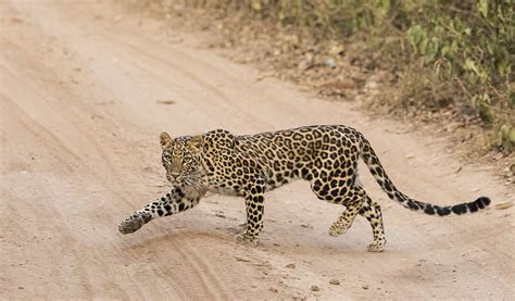 Indian Leopard - A & J Photography