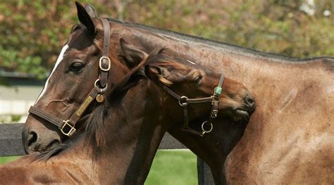 Cozmic One With Zenyatta Zenyatta Horse Horses Thoroughbred