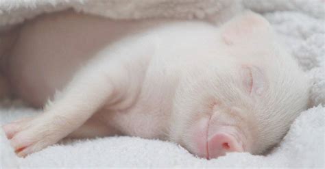 Baby Pig: 5 Piglet Pictures and 5 Facts - IMP WORLD