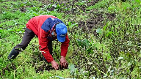 Los Campesinos Serán Reconocidos Como Sujetos De Derechos Y De Protección Constitucional