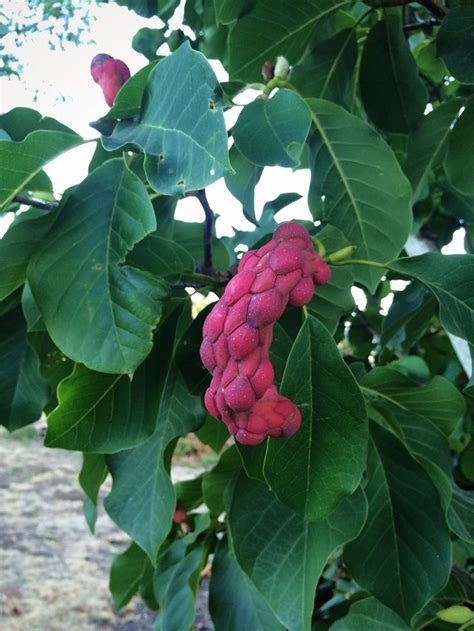 Magnolia tree seed pods | Seed pods, Magnolia trees, Tree seeds