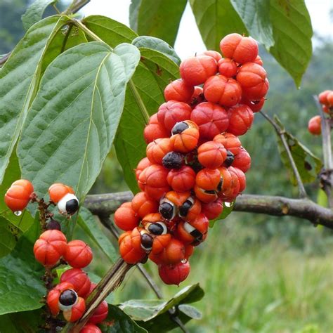 Semillas de Guaraná Paullinia Cupana Precio 5 00