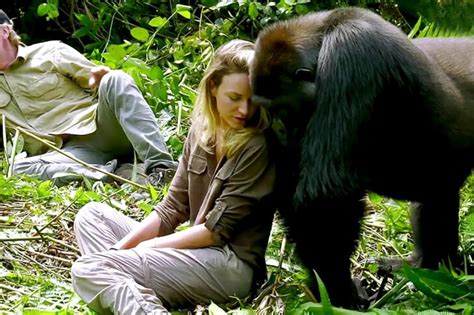 Voici Un Homme Qui A Grandi Avec Deux Gorilles Et Il A T Compl Tement