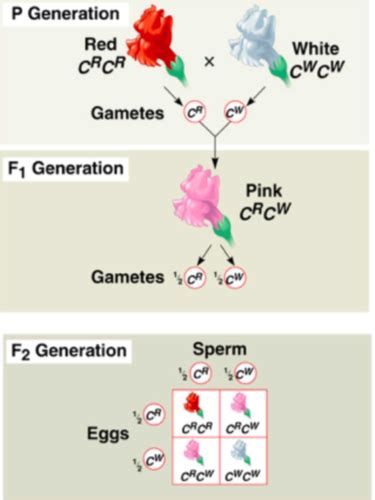 Extending Mendelian Genetics Flashcards Quizlet