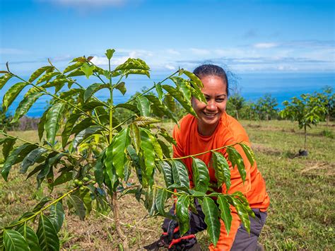 Mawaho What Does That Mean Kona Rainforest Coffee