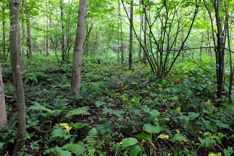 Allegan State Game Area Michigan