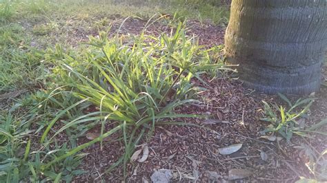 South Florida Lawn Weeds Identification