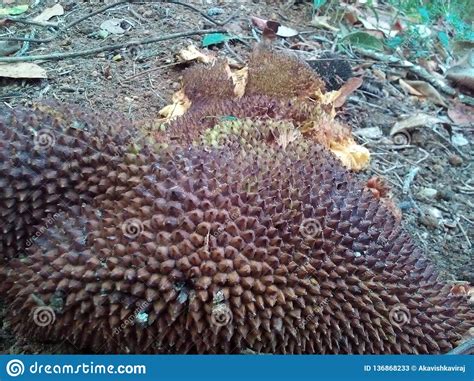 Jackfruit In Sri Lanka Stock Image Image Of Delicious 136868233