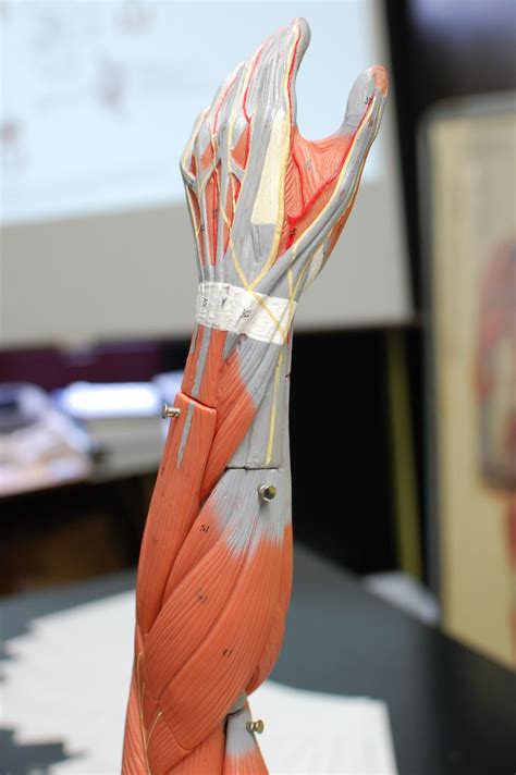 Human Anatomy Lab: Muscles of the Arm