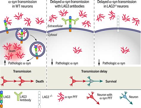 Pathological α Synuclein Transmission Initiated By Binding Lymphocyte