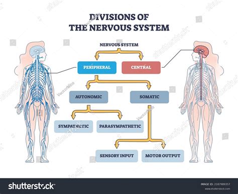 Divisions Peripheral Central Nervous System Anatomy Stock Vector