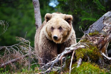 Urso Pardo Europeu Em Uma Paisagem Florestal No Ver O Grande Urso Pardo