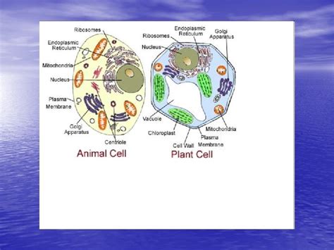 Cell Organelles Unit 2 Organelle Location Description Function