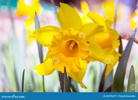 Daffodil Spring Flowers Stock Image Image Of Botanic 40375437