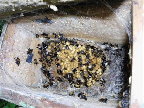 Hummeln Bienenschade