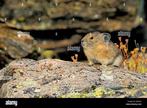 American Pika Ochotona Princeps On A Rock Usa Colorado Rocky