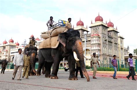 Elephants rehearse for Dasara Mahotsav 2014