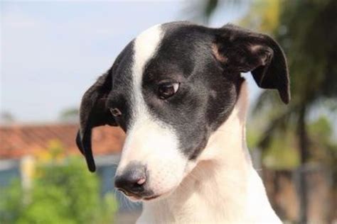 Feirinha De Ado O De Animais Acontece Neste S Bado Portal Morada