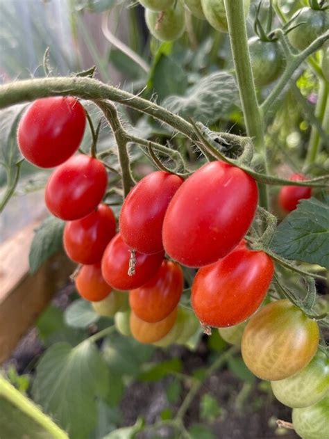 Tomate Mini San Marzano BIO Tomatensorte Samenfest