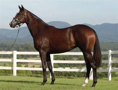 Os Cavalos Mais Caros Do Mundo Di Rio Do Estado