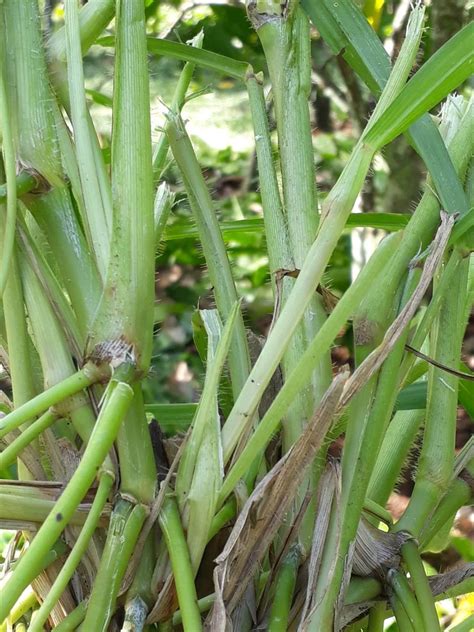 Rottboellia Cochinchinensis