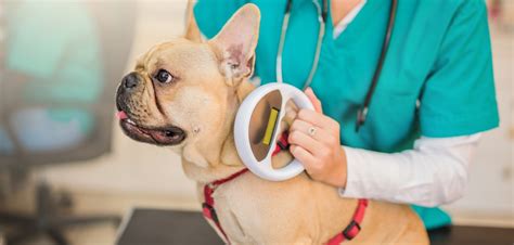 The Importance Of Microchipping Nevada Humane Society