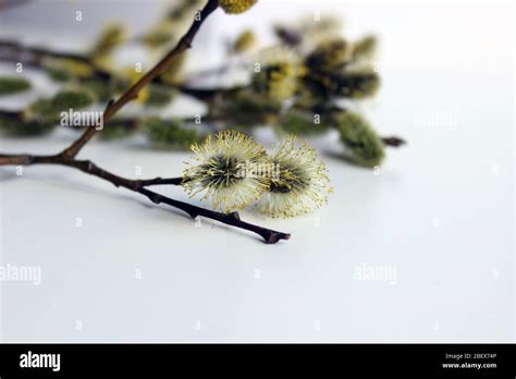 Pussy Willow Branches Background Close Up Willow Twigs With Catkins Spring Easter Pussy