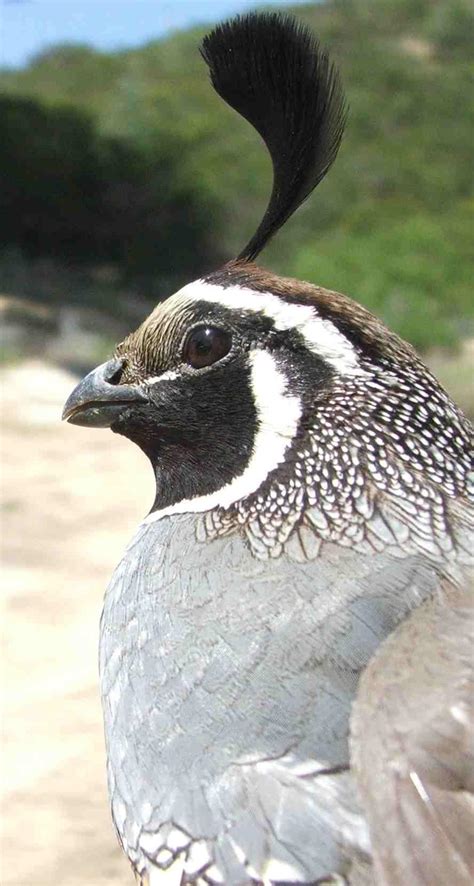 The California Quail, Callipepla californica.