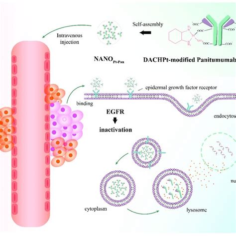 Scheme Of Nanoparticulate Pt Based Drug Delivery System To Upgrade