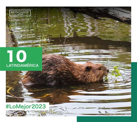 Las Historias Ambientales De Mongabay Latam Que Marcaron El 2023 En