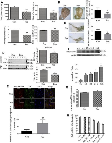 Rotenone Induced Parkinsonian Behavior And Accumulation Of A Synuclein